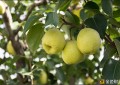 扶贫助农新模式代县酥梨品效合一的农产品上行之路