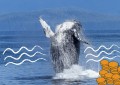 著名的比特币鲸鱼在没有时间的情况下重新出现并分享了许多深刻的东西