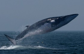 Glasdfsssnode说，比特币鲸鱼越来越多，但是它们来自哪里呢？