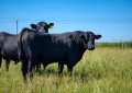 澳大利亚安格斯推出牛可追溯性区块链