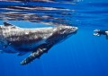 神秘鲸鱼通过移动 3500 万美元回报 — 矿工从 2010 年转移了 1,000 个“休眠比特币