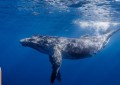 历史上最富有的比特币鲸鱼之一在市场动荡中购买了 1.38 亿美元的比特币