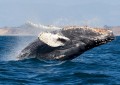 自 2017 年以来，以太坊鲸鱼的 ETH 占比最高
