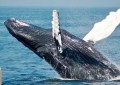鲸鱼在过去 3 周内积累了超过 30 亿美元的比特币 (BTC)