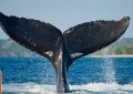 比特币鲸鱼采取行动，比特币百万富翁设立新的 ATH