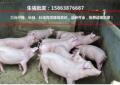 山东猪价9月三元猪价格预测！
