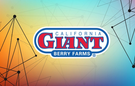 加州巨人浆果农场采用区块链来实现供应链可视性