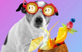 Newegg现在接受狗狗币通过BitPay付款